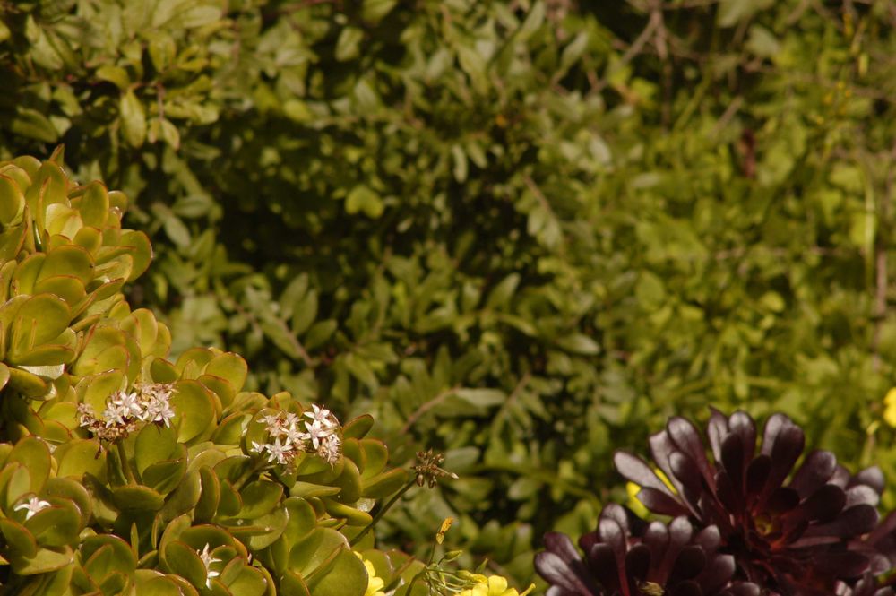 Soligor Tele-Auto 300 mm 1:5,5 - Minolta MD - T4 Mount