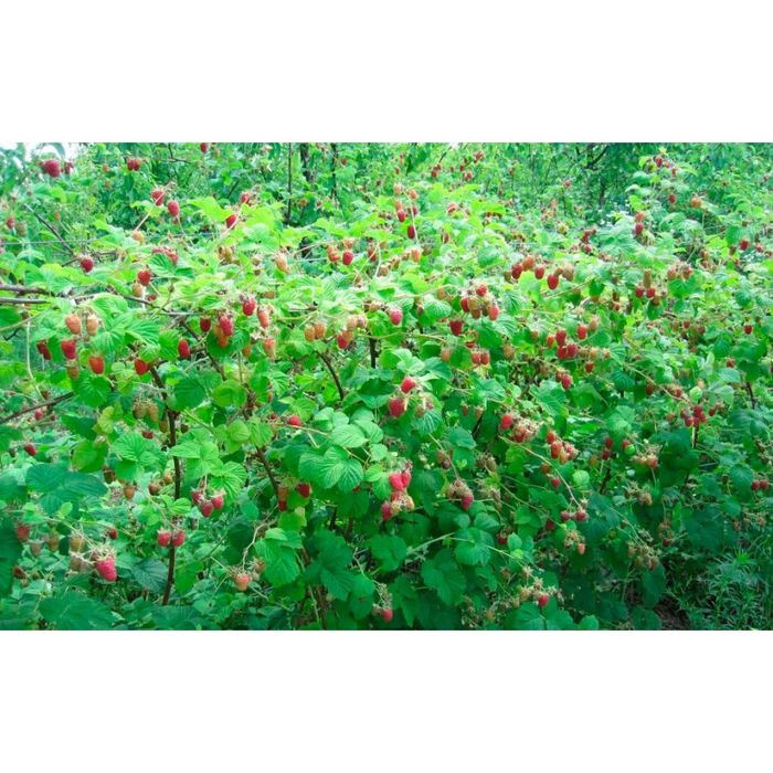 Продам саджанці малини Ляшка