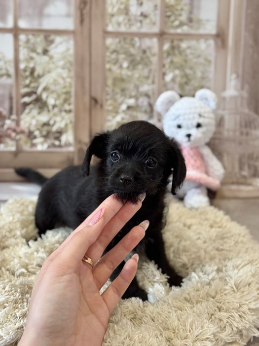 Кому черненьку собачку , щенки от любви