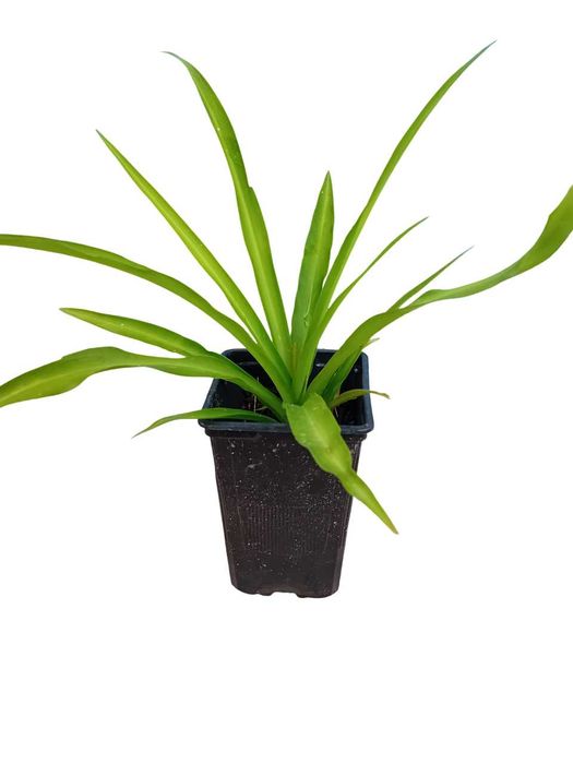 Planta aranha Chlorophytum Comosum