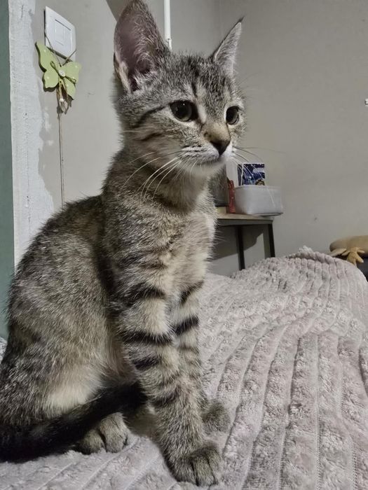 Urocza koteczka szuka swojego miejsca na ziemi - do adopcji