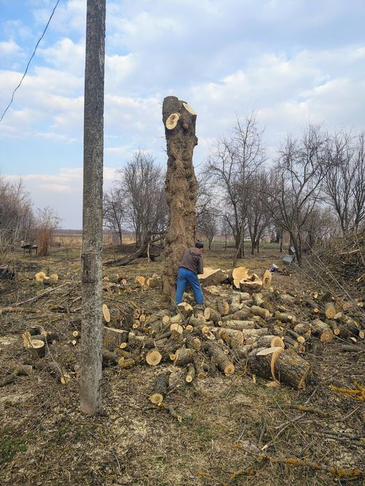 Спил дерев, валка дерев, розпил, обрізання гілок