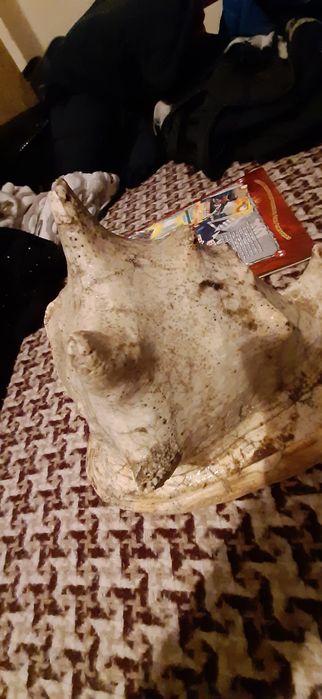 Ракушка океанічна справжня мушля