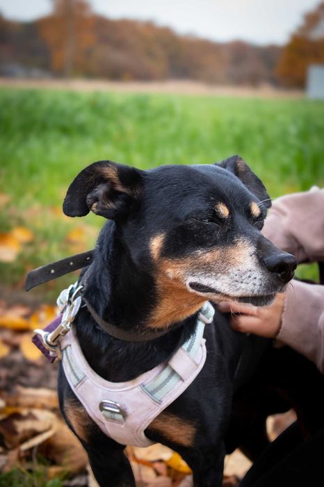Puzel, wesoły przytulak poniżej kolana, szuka swojego człowieka