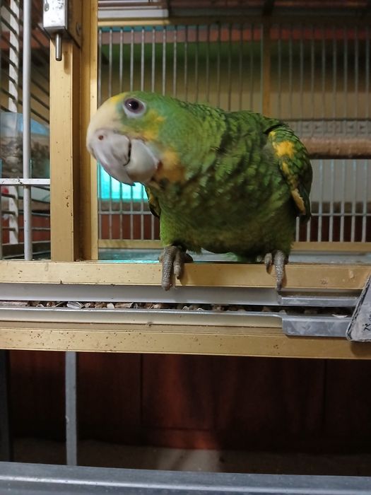 Fêmea de Amazonas barbadensis