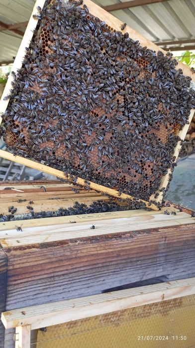 Vendo exames de abelhas bem povoados