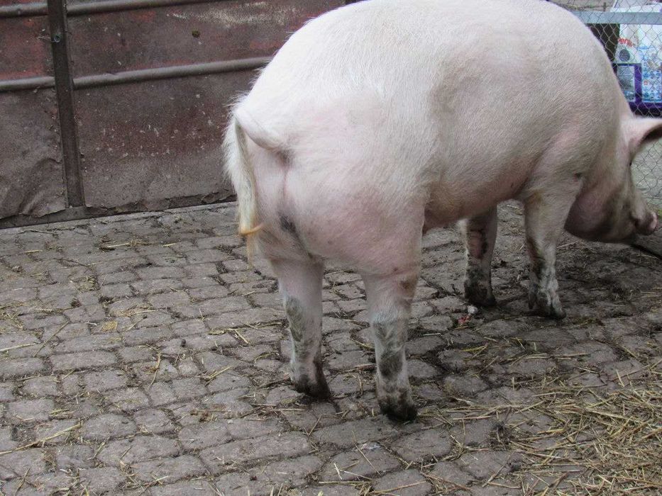 Свині. Продам свиней живою вагою. Свинина