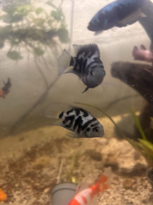 Peixes papagaio anao