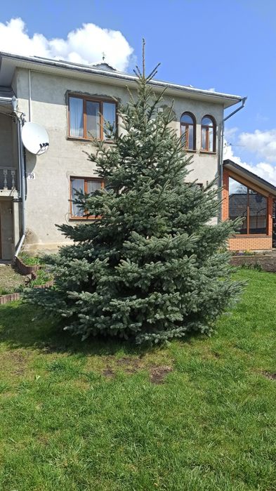 4 метри Голуба ялинка