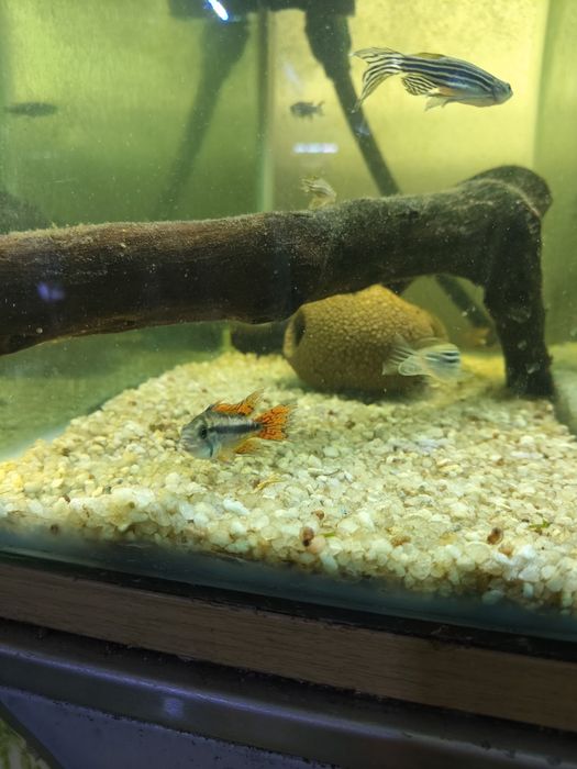 Apistogramma double red