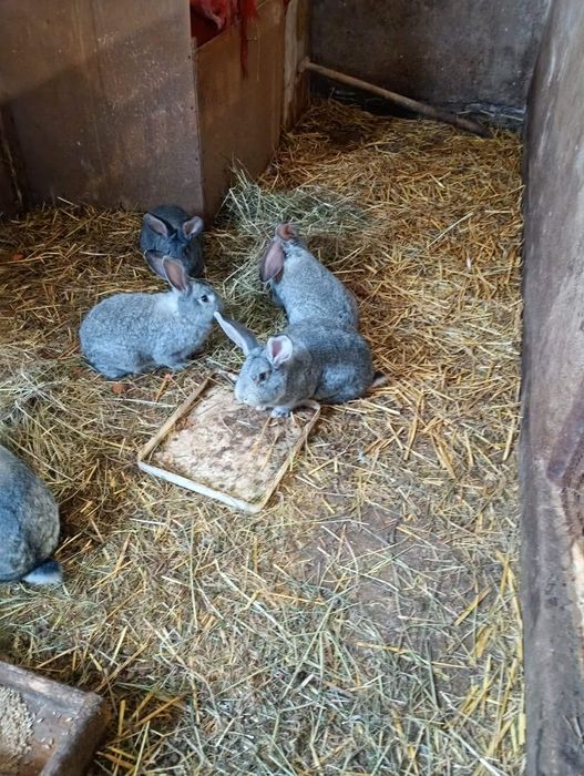 Króliki mieszance samce i samice