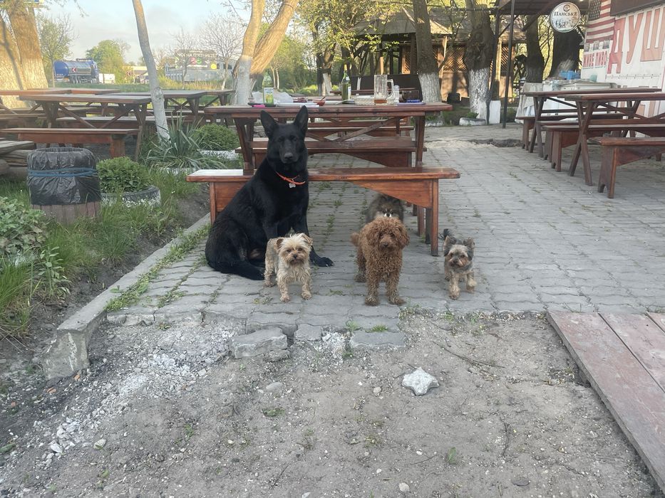 Кінолог, перетримка львів