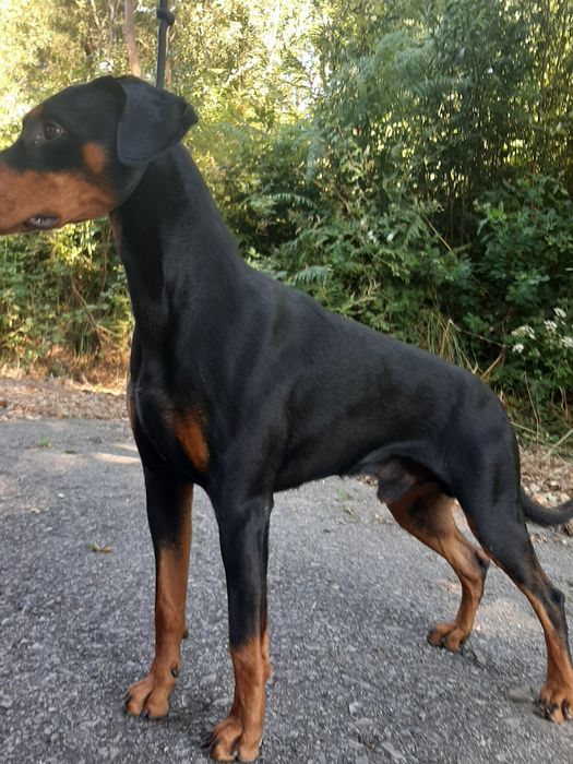 Dobermann procura namorada