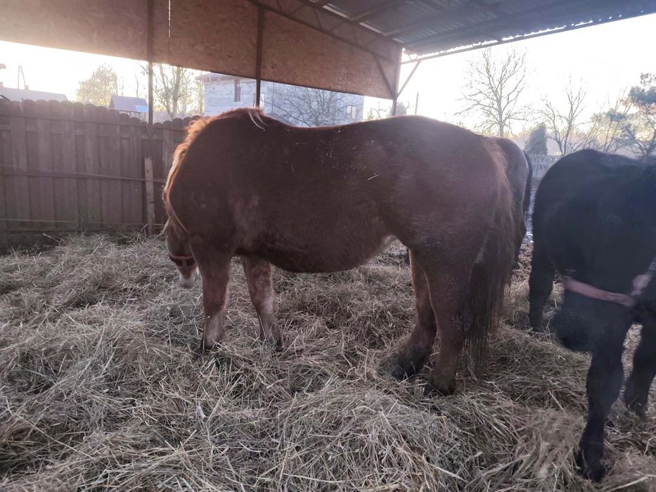 Sprzedam lub zamienię klacz z ogierkiem