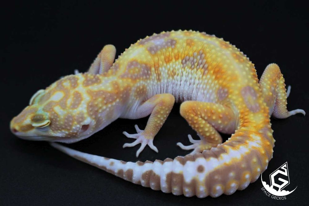 Space Geckos - Gekon lamparci White&Yellow / Tangerine / High Contrast