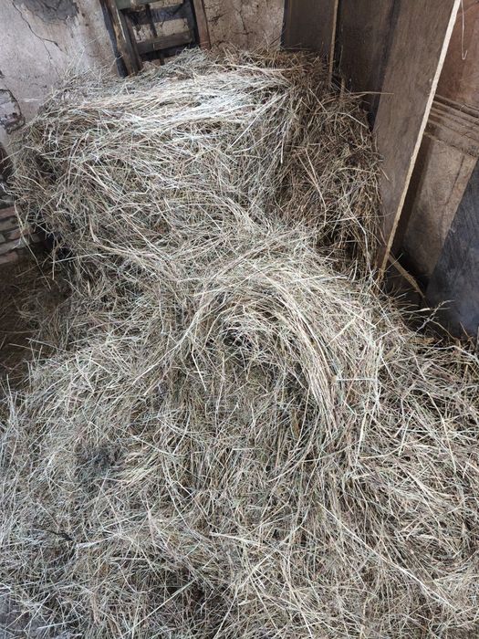 Siano 2025 Pierwszy pokos