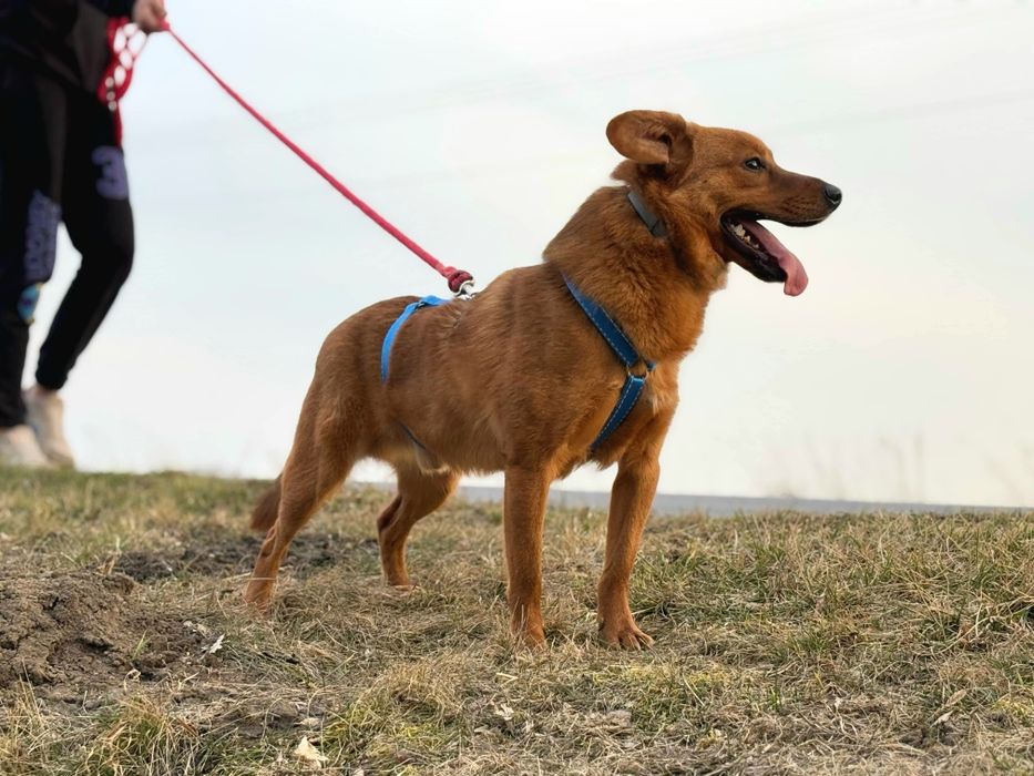 Miki, pies z oryginalnymi uszami, szuka domu