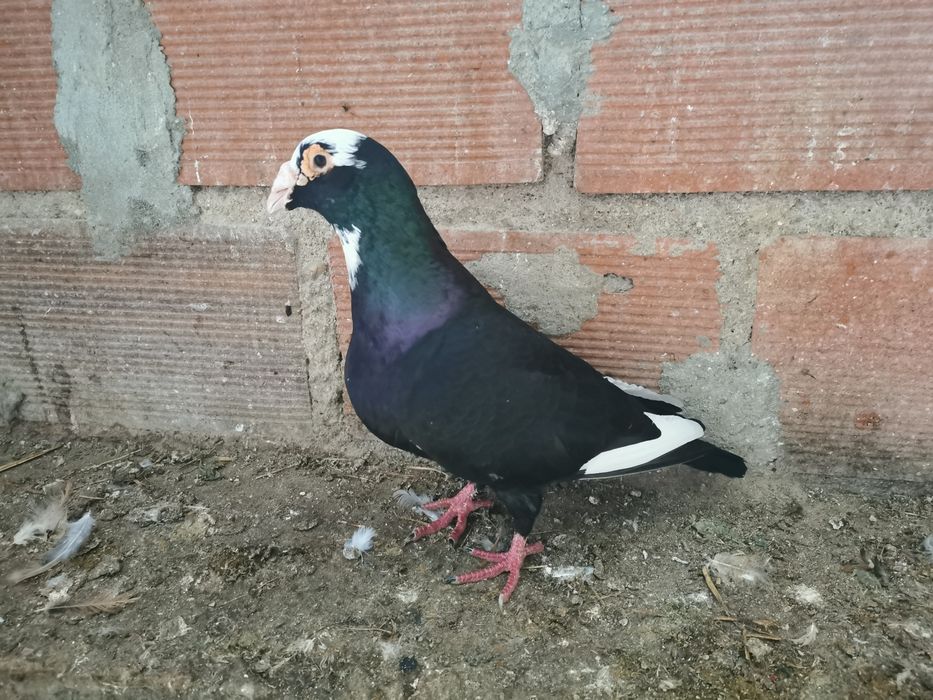 Pombo correio linha antiga