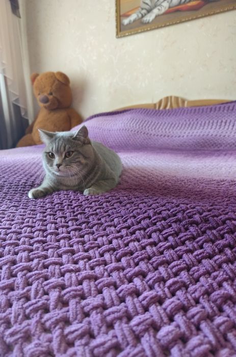 В'язка шотландських котів, шотландський прямовухий кіт