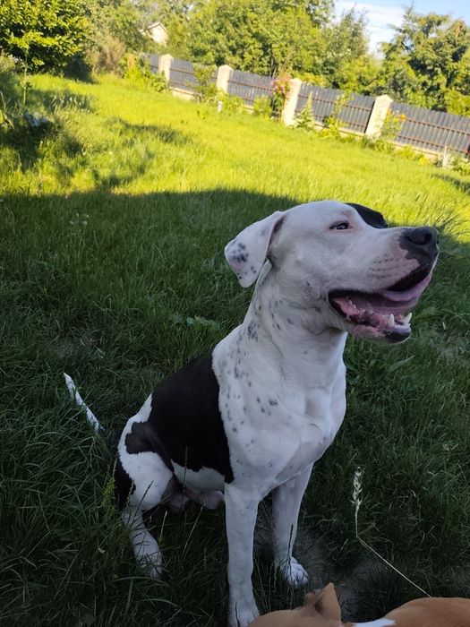 Pies typu Amstaff *Roki*