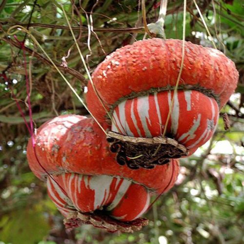 5 Sementes de Abóbora Turbante Turca - Cucurbita maxima