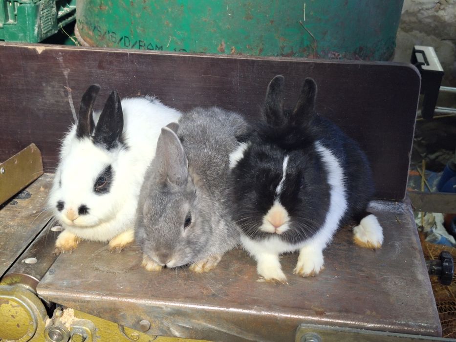 Króliki 3  miniaturki