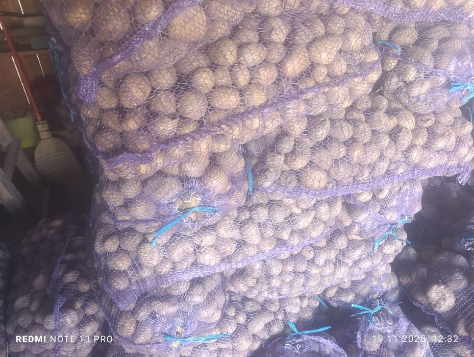 Насіння картоплі Арізона