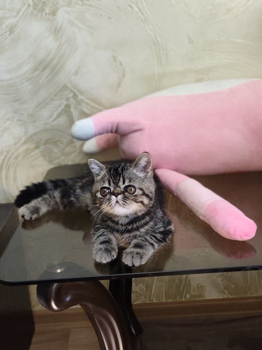 Хлопчик екзотичний