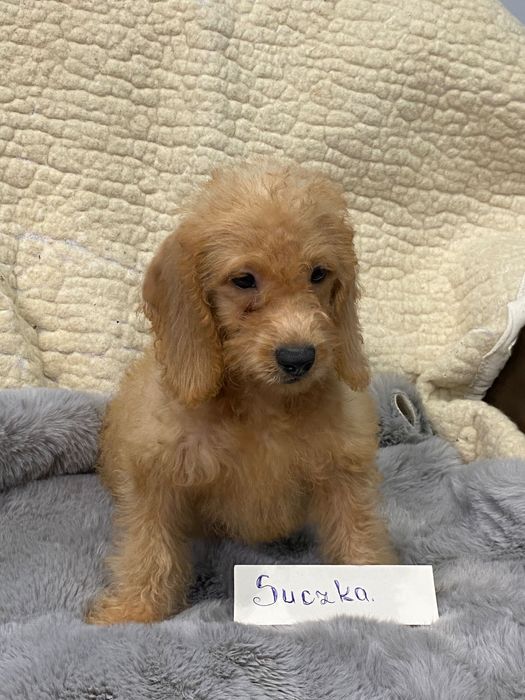Sprzedam śliczne cockapoo