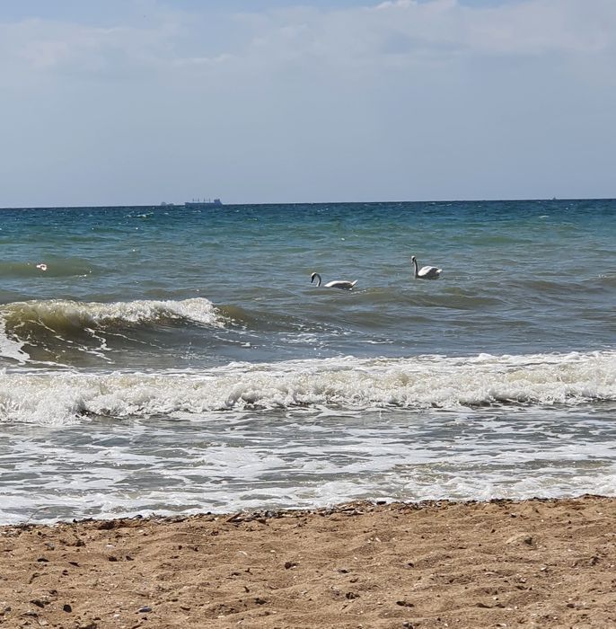 Апартаменти біля моря , для компаній по добово