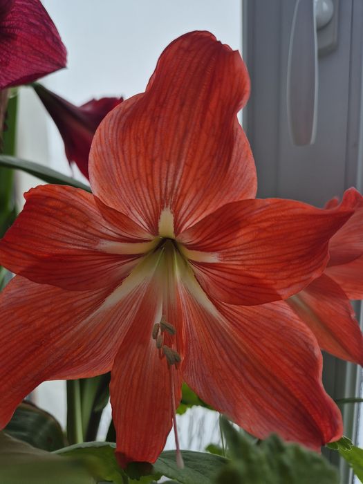 Продам Амариліси,амарилис