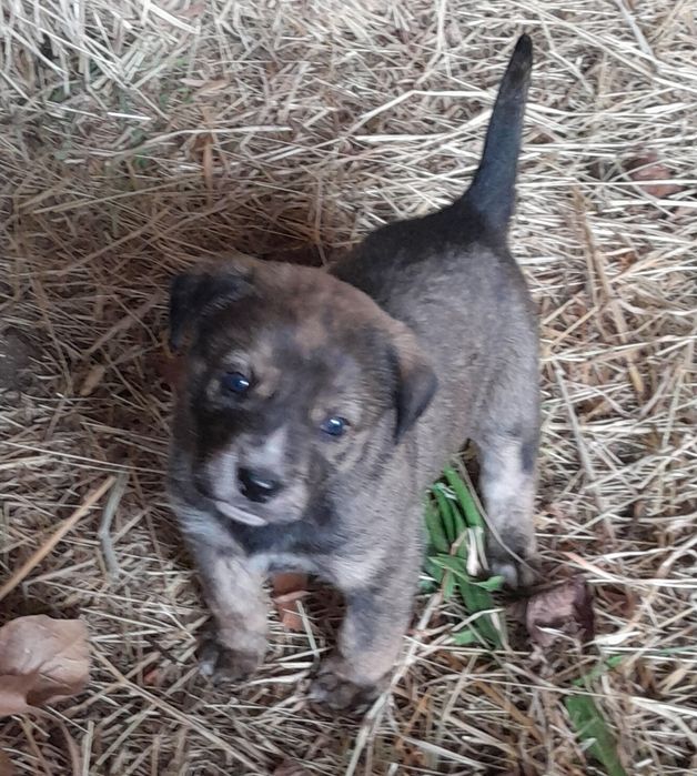 Cachorro Castro laboreiro