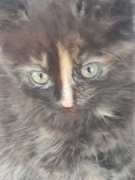 Віддам кошенят в добрі руки хлопчика та дівчинку