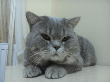 В'язка котів британців