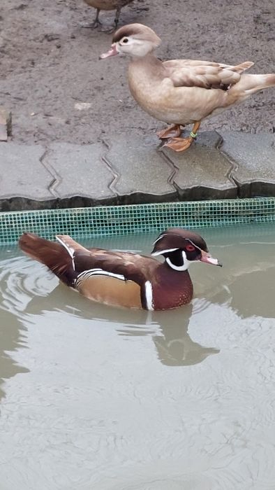 Kaczki mandarynki karolinki