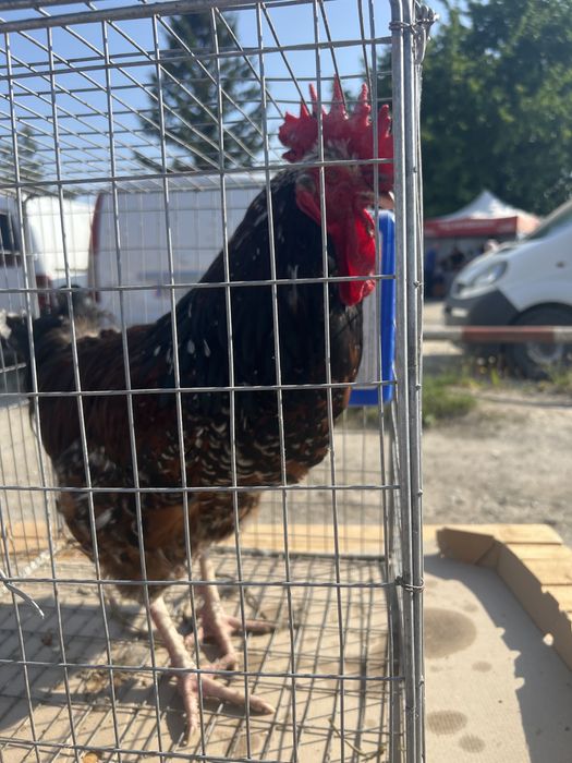 Інкубаційні яйця