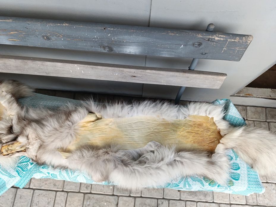 Шкурки песца 2 шт метр и полтора + подарок