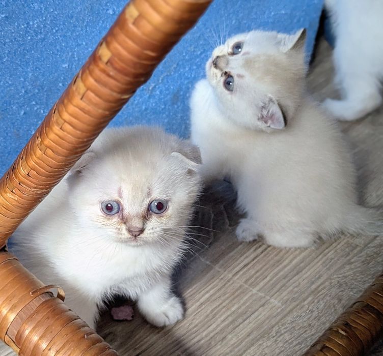шотландські котята
