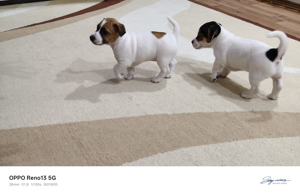 Цуценята Джек Рассел тер'єр