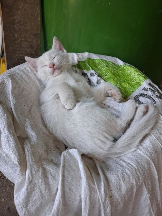 Oddam kotki w dobre ręce
