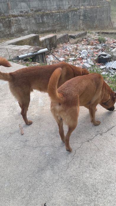 Cães de Guarda para adoção