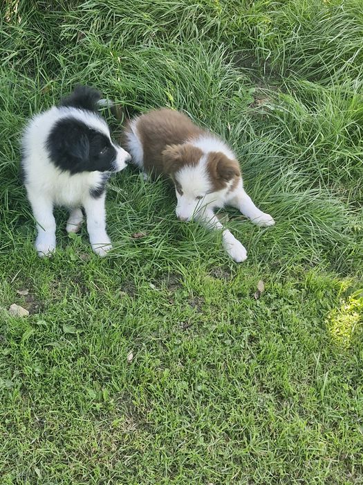 Piesek border collie