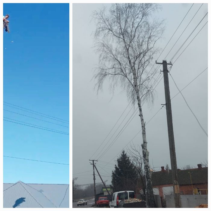 Срежем дерево за дрова