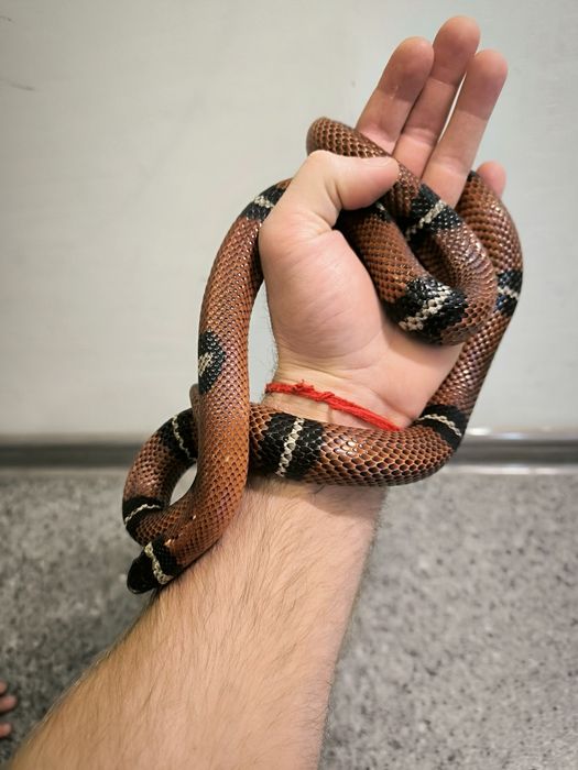 Аренда змей для фотосессии