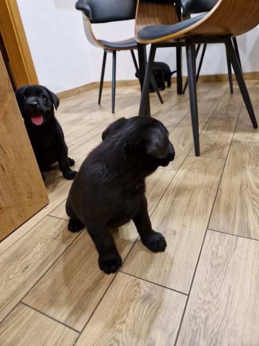 Szczeniak Labradora suczka gotowa do odbioru