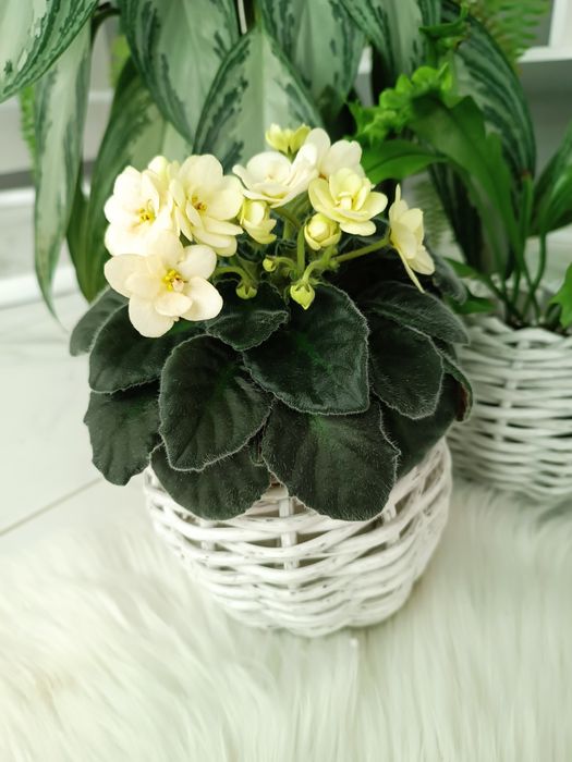 Продам дітки та квітучі фіалки різних сортів