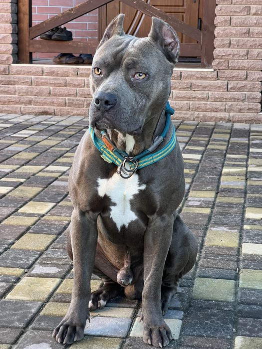 Пітбуль   в’язка