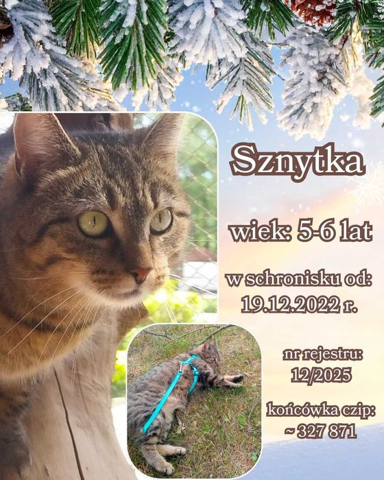 Sznytka szuka domu