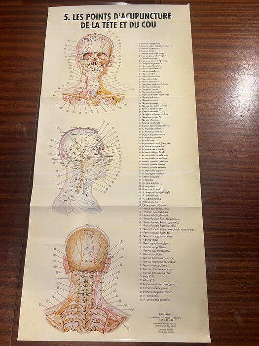 12 Posters / Pranchas de Acupuntura e Anatomia – PHU-XUAN Paris | MTC