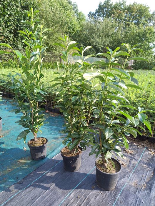 Laurowiśnia Caucasika